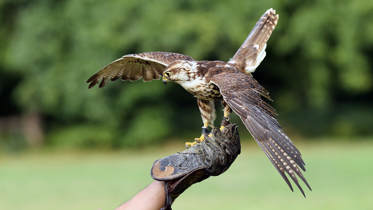 鷹匠のイメージ写真